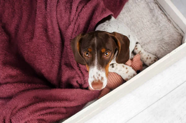 Grappig Teckel Puppy Schattig Gezellig Foto Mooi Huisdier Hond Portret — Stockfoto