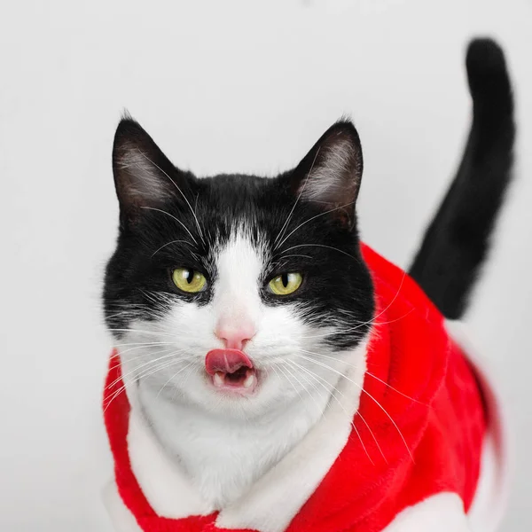 Zwart Wit Kat Nieuwjaarsfoto Van Een Huisdier Een Witte Achtergrond — Stockfoto