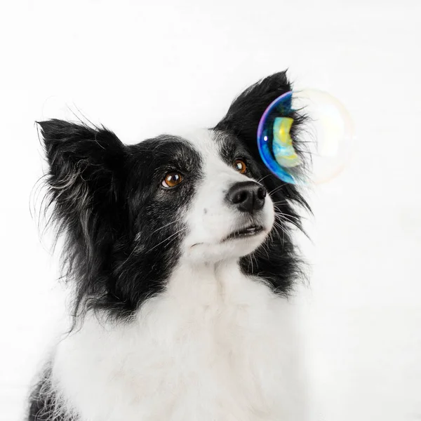 Border Collie Hond Mooi Portret Witte Achtergrond Studio Foto Van — Stockfoto