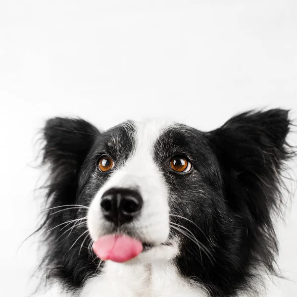 Sınır Çoban Köpeğinin Beyaz Arka Plandaki Güzel Portresi — Stok fotoğraf