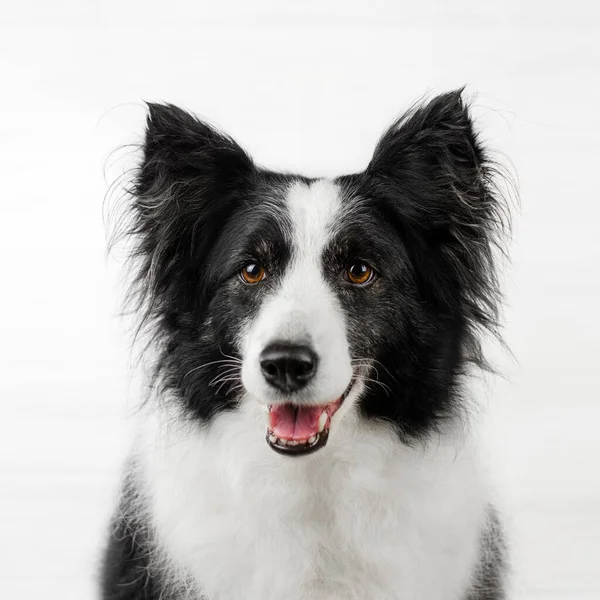 Пограничный Колли Собака Красивый Портрет Белом Фоне Студийное Фото Домашнего — стоковое фото