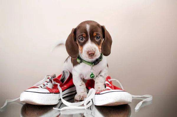 Lustige Dackel Welpen Niedlich Gemütlich Foto Schöne Haustier Hund Porträt — Stockfoto