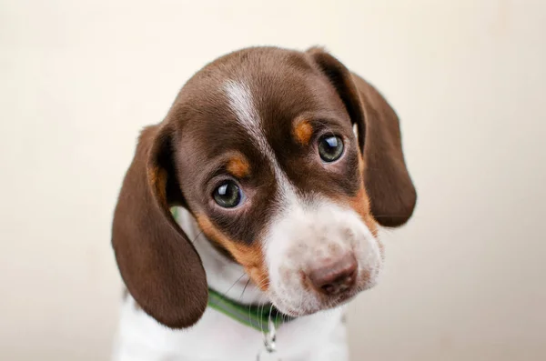 Engraçado Dachshund Cachorro Bonito Aconchegante Foto Adorável Cão Estimação Retrato — Fotografia de Stock