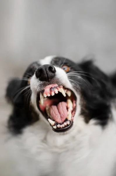 Border Collie Grappig Portret Een Lichte Achtergrond Boos Hond — Stockfoto