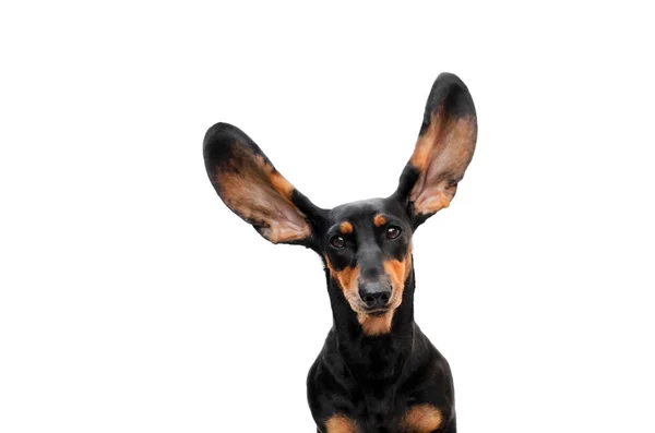 犬の耳のダックスフンドのスタジオの写真の面白い肖像画 — ストック写真