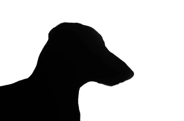 Dachshund Cão Pet Retrato Fundo Branco Cão Silhueta Estúdio Foto — Fotografia de Stock