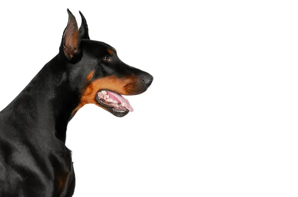 Dobermann Hund Wunderbares Porträt Auf Weißem Hintergrund — Stockfoto