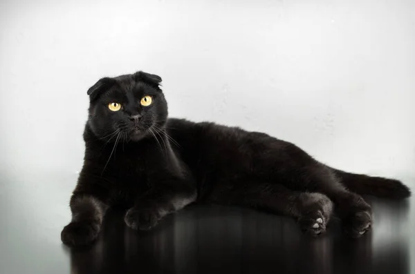 Gato Negro Hermosa Foto Sobre Fondo Claro — Foto de Stock
