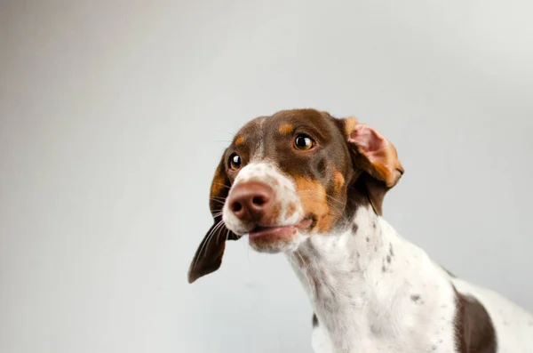 Cão Dachshund Belo Retrato Animal Estimação Fundo Leve — Fotografia de Stock