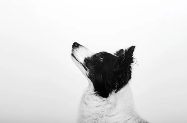 Gräns Collie Hund Vacker Porträtt Vit Bakgrund Studio Foto Ett — Stockfoto