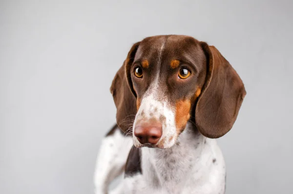 Dachshund Köpeği Arka Planda Güzel Bir Evcil Hayvan Portresi — Stok fotoğraf