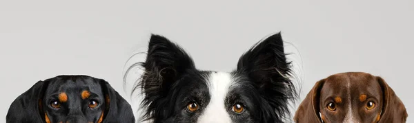 Tacskó Határ Collie Kutyák Aranyos Kisállat Fotók — Stock Fotó