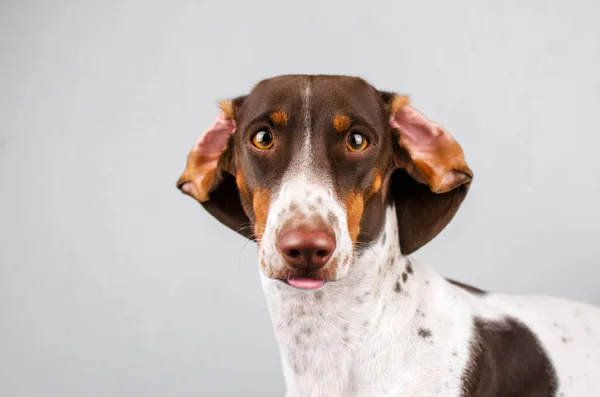 Dackel Hund Schönes Porträt Eines Haustiers Auf Hellem Hintergrund — Stockfoto