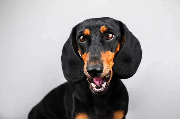 Dachshund Köpeği Arka Planda Güzel Bir Evcil Hayvan Portresi — Stok fotoğraf