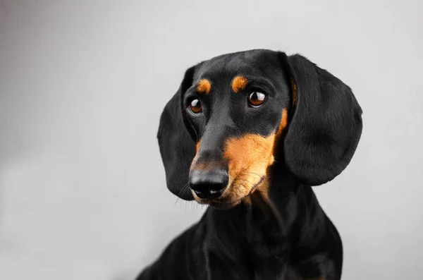 Teckel Hond Mooi Portret Van Een Huisdier Een Lichte Achtergrond — Stockfoto