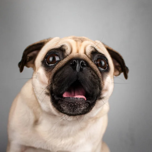 Мопс Собака Смішний Домашній Улюбленець Зображує Емоційних Тварин — стокове фото