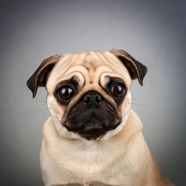 Мопс Собака Смішний Домашній Улюбленець Зображує Емоційних Тварин — стокове фото