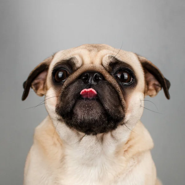 Cão Pug Engraçado Pet Retratos Animais Emocionais — Fotografia de Stock