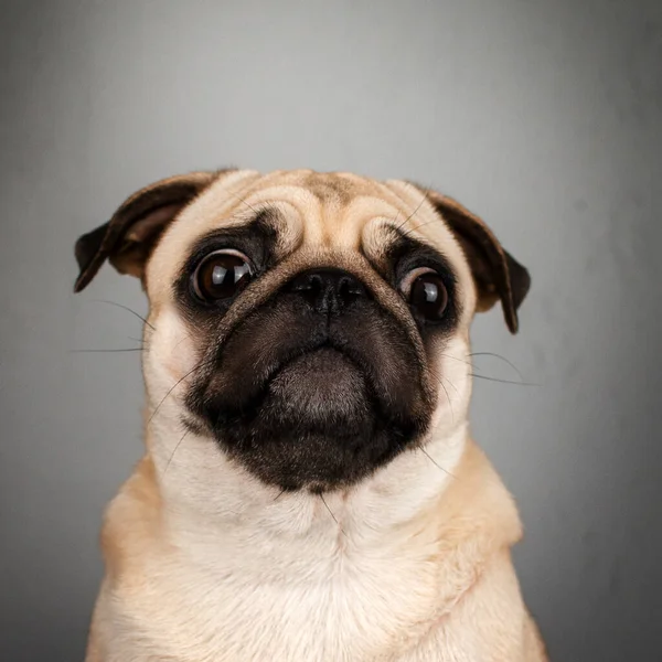 Cão Pug Engraçado Pet Retratos Animais Emocionais — Fotografia de Stock