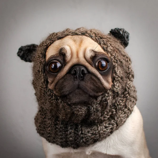 Pug Hond Grappig Huisdier Portretten Emotionele Dieren — Stockfoto