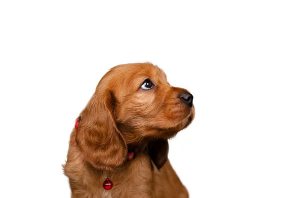 英語のコッカー スパニエル子犬かわいい写真上の白い背景 — ストック写真