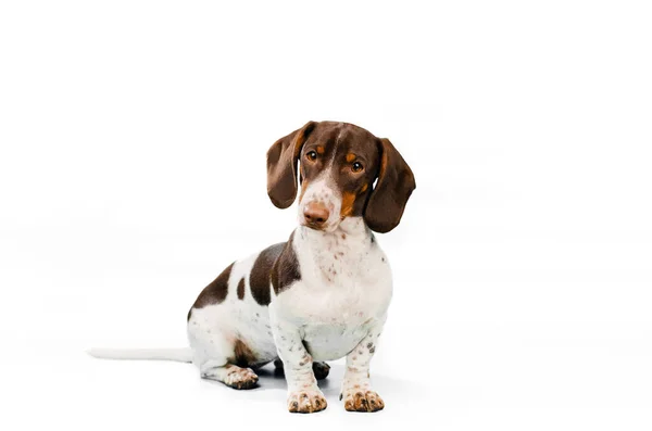 Dachshund Dog Beautiful Portrait Pet Light Background — Stock Photo, Image