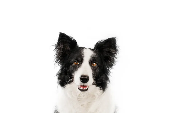 Sınır Çoban Köpeğinin Beyaz Arka Plandaki Güzel Portresi — Stok fotoğraf