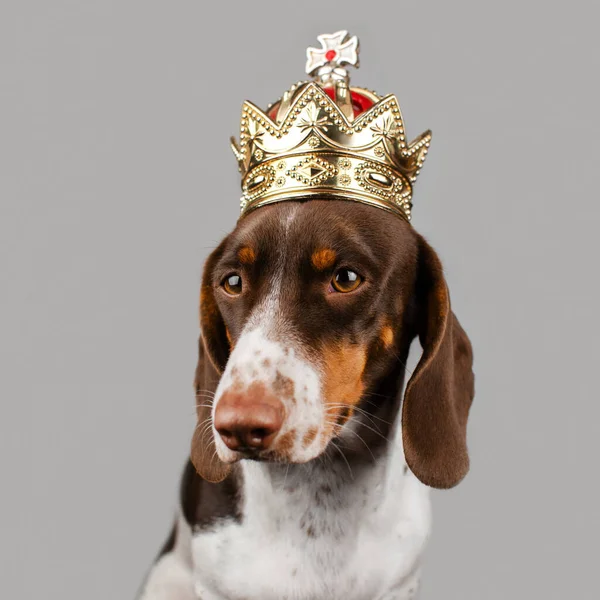 Portrait Dachshund Dog King Crown Light Background — Stock Photo, Image