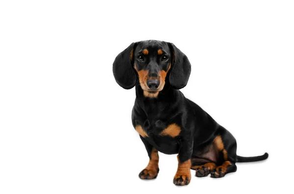 Dackel Hund Schönes Porträt Eines Haustiers Auf Hellem Hintergrund — Stockfoto