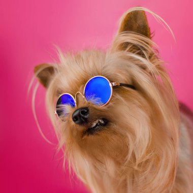 Yorkshire Terrier köpeği pembe arka planda parlak bir fotoğraf sevimli bir hayvan portresi