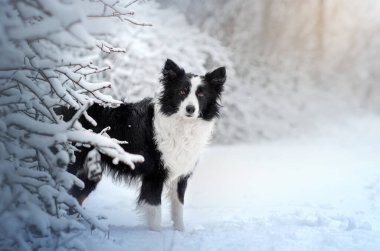 Sınır çoban köpeği karlı ormanda yürür evcil hayvanla büyülü kış günü