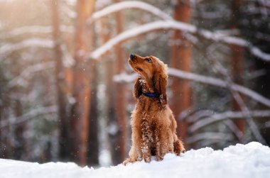 İngiliz cocker spaniel dog Snow ormandaki büyülü kış gününde evcil hayvanla yürüyor