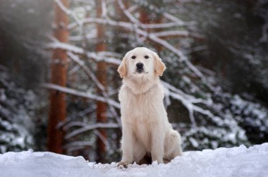 Golden retriever köpek karı ormanda yürür büyülü kış günü evcil hayvanla