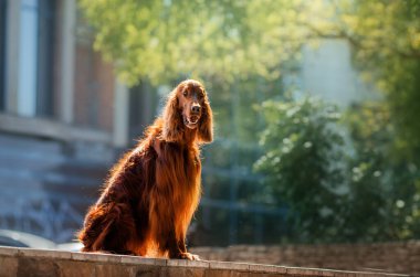 Güzel köpek Irish Setter şehir ormanlarında yürüyüş için kırmızı bir portre çiziyor.