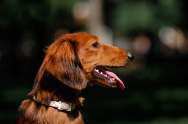 Güzel köpek portresi. Uzun saçlı, kırmızı renkli bir dachshund. Şehir taşlı ormanda yürüyüşe çıkmış.