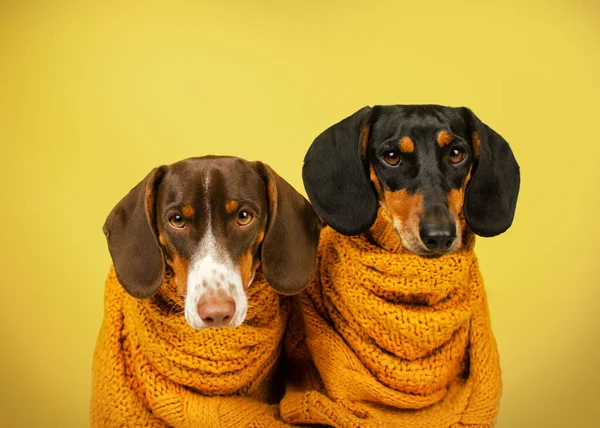 Perro Salchicha Lindo Cálido Otoño Foto Mascotas Sobre Fondo Amarillo — Foto de Stock