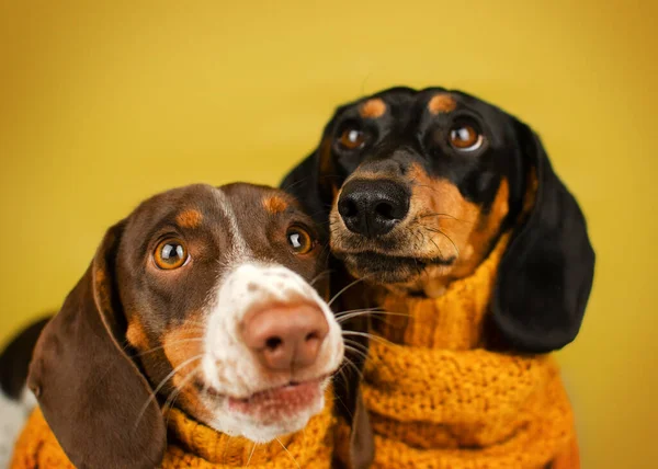 Perro Salchicha Lindo Cálido Otoño Foto Mascotas Sobre Fondo Amarillo —  Fotos de Stock