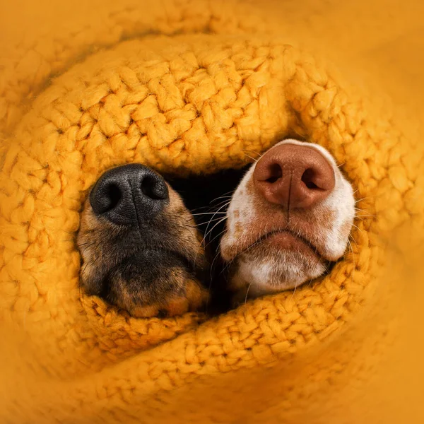 Teckel Hond Schattig Warm Herfst Foto Van Huisdieren Gele Achtergrond — Stockfoto