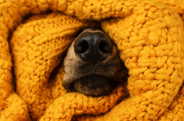 Cão Dachshund Bonito Quente Outono Foto Animais Estimação Fundo Amarelo — Fotografia de Stock