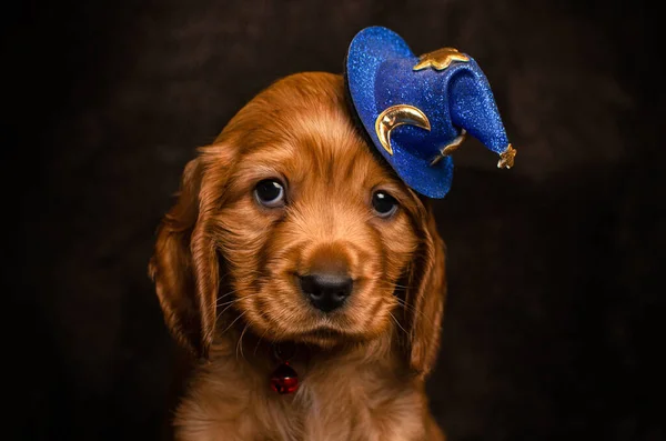 English Cocker Spaniel Cute Puppy Wearing Hat Pet Portrait — Stock Photo, Image