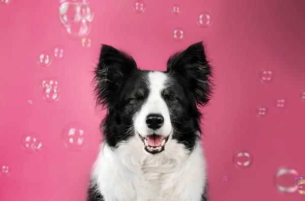 Border Collie Hond Schattig Portret Roze Achtergrond Met Bubbels Grappig — Stockfoto