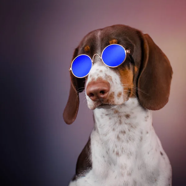 Портрет Собаки Таксы Очках Цветном Фоне — стоковое фото