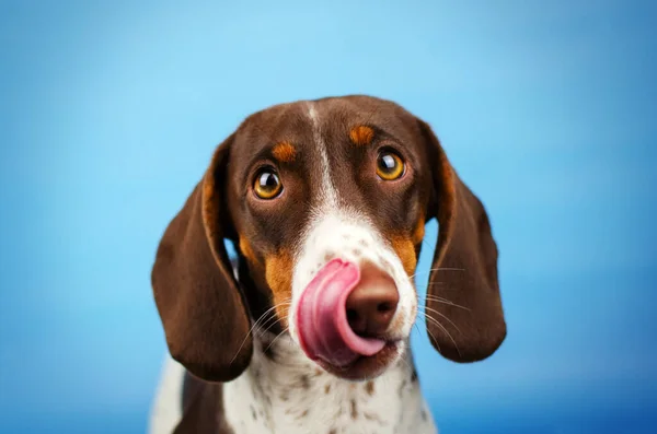 Pes Jezevčík Piebald Roztomilé Štěně Legrační Pet Photoshoot Modrém Pozadí — Stock fotografie
