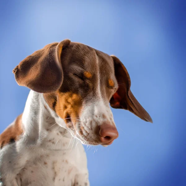 Perro Dachshund Paybold Lindo Cachorro Divertido Mascota Sesión Fotos Sobre — Foto de Stock