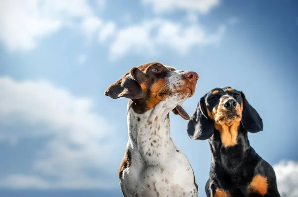 Dachshund Köpeği Harika Evcil Hayvan Portreleri — Stok fotoğraf