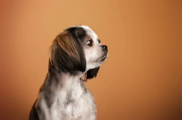 Retrato Brilhante Cão Bonito Fundo Laranja — Fotografia de Stock