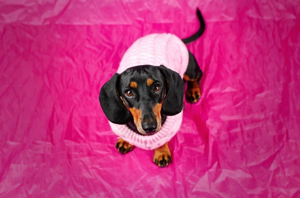Красивый Портрет Собаки Таксы Студии Розовом Фоне Питомца — стоковое фото