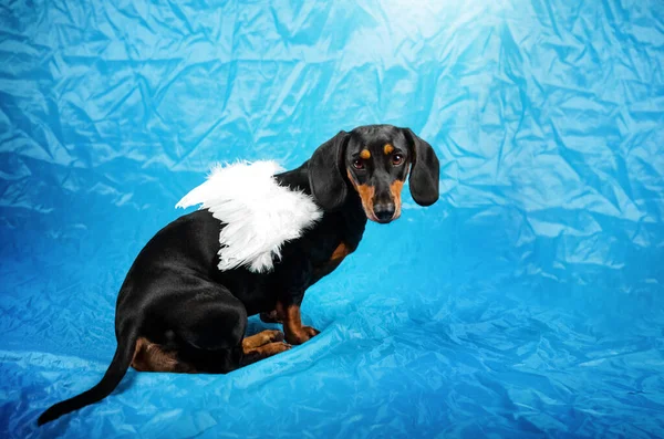 Dachshund Cão Bonito Retrato Estúdio Fundo Azul Asas Penas Mágico — Fotografia de Stock