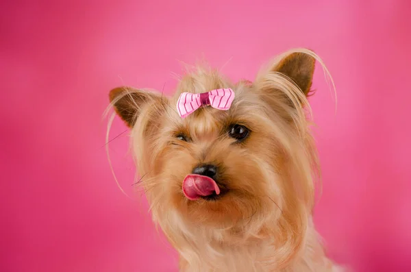 Yorkshire小狗酷酷明亮的照片粉红背景可爱的宠物肖像 — 图库照片