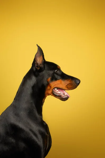 Retrato Cão Doberman Fundo Amarelo Brilhante Foto Estúdio Animais Estimação — Fotografia de Stock